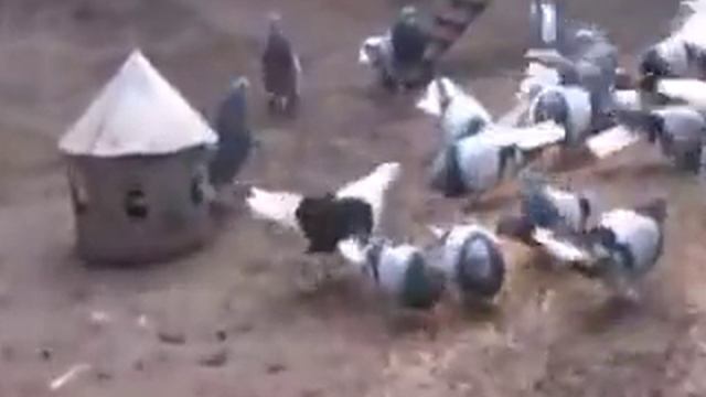 Николаевские сизые белохвостые смотреть онлайн