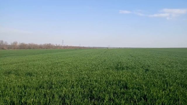 22.04.19 Опрыскивание пшеницы СЗР и Карбамид+Сульфат магния смотреть онлайн
