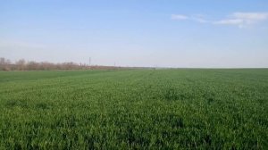 22.04.19 Опрыскивание пшеницы СЗР и Карбамид+Сульфат магния