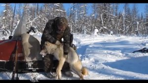 охота на волка