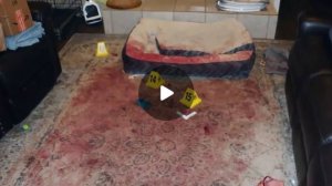 ВИДЕО #3 Человек собаке друг