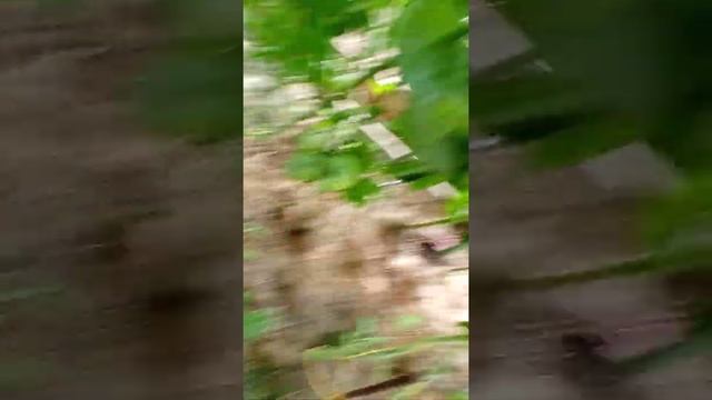 Томат Бычье сердце черное и Роза ветров (ранняя посадка) на 06.07.2021 г смотреть онлайн