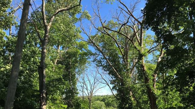 What Happened to All the Oaks? A Tree Preservation Case Study. смотреть онлайн