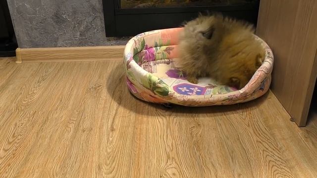 ? Щенкам Шпица 10 недель. Ежедневные игры шпицев смотреть онлайн