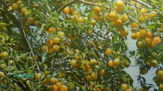 Готовим на праздник с Галиной