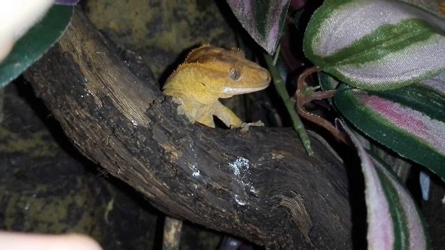 Реснитчатые бананоеды : видео экскурсия в одном из террариумов с подростками смотреть онлайн