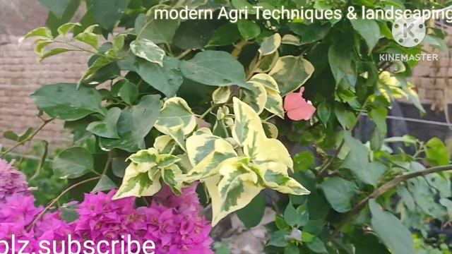 Dynamic results of my grafting,to convert a simple bougainvillea bush into a valuable plant. | mod смотреть онлайн