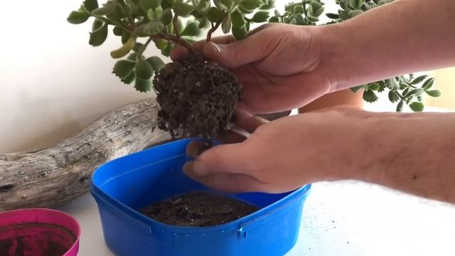 TRASPLANTAR COTYLEDON TOMENTOSA | Manitos de Oso ? + TIPS смотреть онлайн