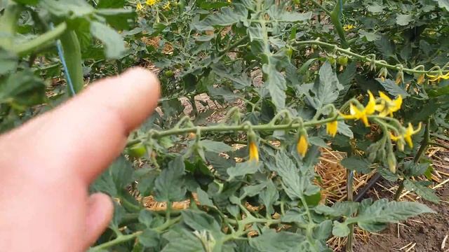 Особенности в выращивании черри.Часть 1