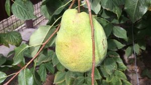 Груша Бланка