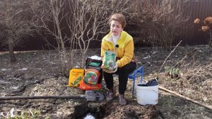 Как сажать смородину? Что положить в лунку?