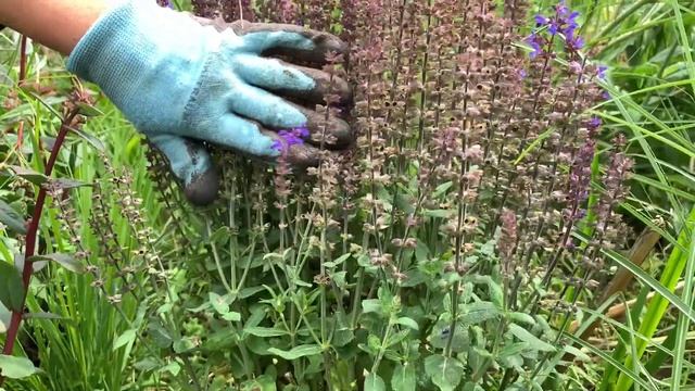 Обрезка соцветий многолетников и кустовых роз смотреть онлайн