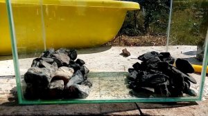 Делаю новый домик для крабов | Палюдариум для крабов Красный дьявол | Палюдариум своими руками