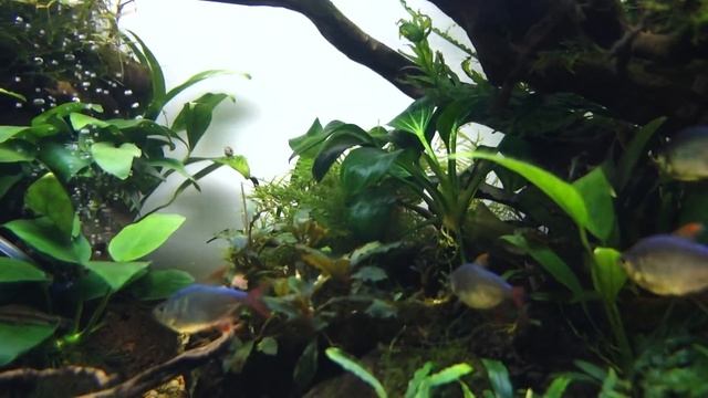 Аквариум 400 литров. Прошло 7 месцев. смотреть онлайн