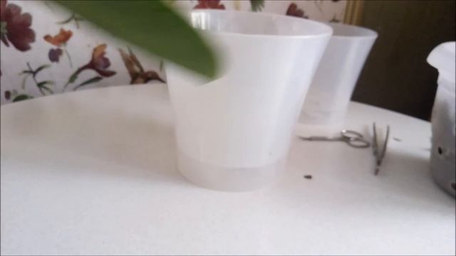 Быстрая пересадка орхидеи в горшок Арте/// Есть причины// смотреть онлайн