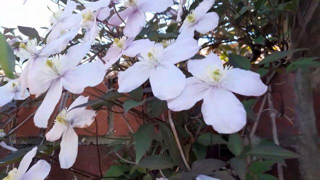 Clematis 'Montana Rubens' is Ideal for covering walls & fences. смотреть онлайн