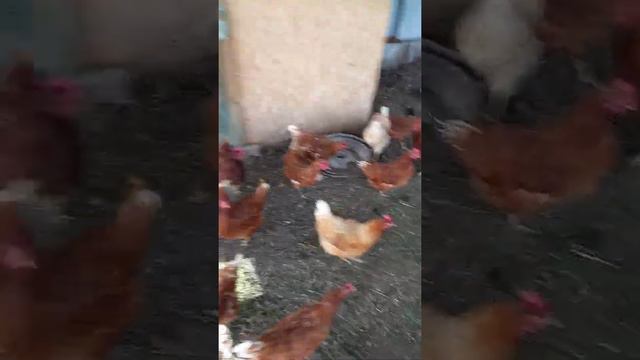 куры на даче смотреть онлайн