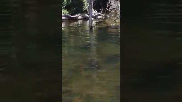 Посмотри прмхвоти памперсы смотреть онлайн