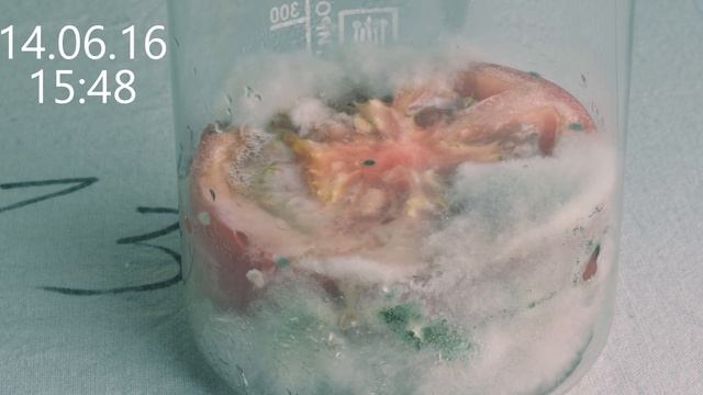 Рост плесени на томате || 4k video timelaps || mold growth смотреть онлайн