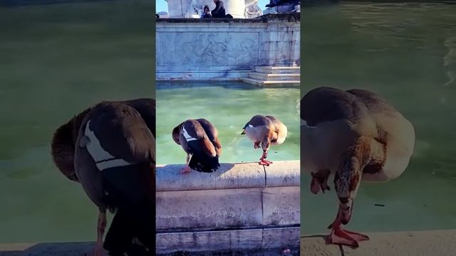 #londonvlog Queen Victoria memorial London #shorts смотреть онлайн