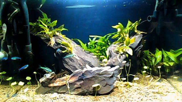 Live Aquarium / Akwarium Na żywo! - Kamera Online #3