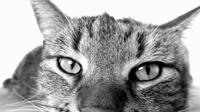 СКУЧАЕТ ЛИ КОШКА ОДНА ДОМА, ПОКА ХОЗЯИН НА РАБОТЕ? ПИТОМЕЦ. ЖИВОТНОЕ. ХОЗЯЙКА ДОМА. (НЕЗАВИСИМАЯ). смотреть онлайн