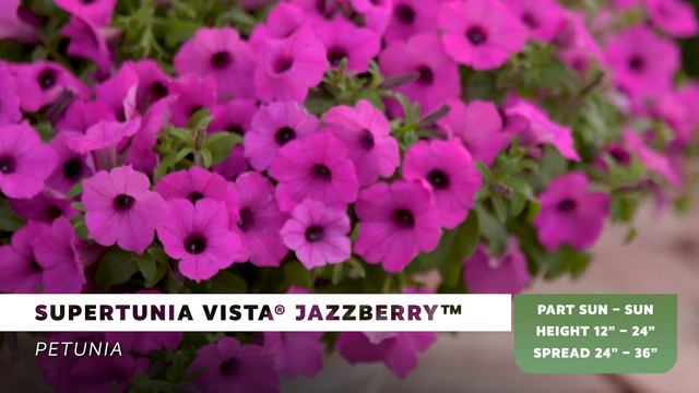 Supertunia Vista Jazzberry from Proven Winners смотреть онлайн