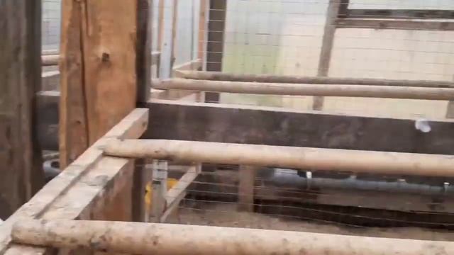 Меняем крышу на курятнике... смотреть онлайн