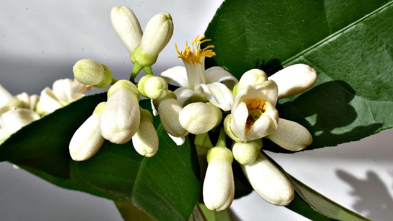 Домашний лимон зацветет стеной если ввести его осенью и зимой в состояние покоя! Лимон домашний уход смотреть онлайн