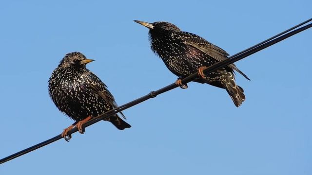 скворцы Sturnus vulgaris смотреть онлайн