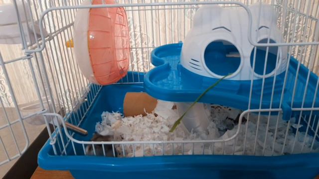 День с Куки🐹 | Корм мешанина для Куки🌸 | Хомкины Будни💜 смотреть онлайн