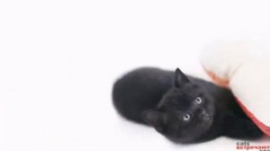 ПЕСНЯ ПРО ЧЁРНОГО КОТА
