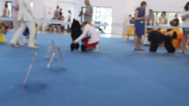 Королевич Елисей с Липецкой Слободы смотреть онлайн