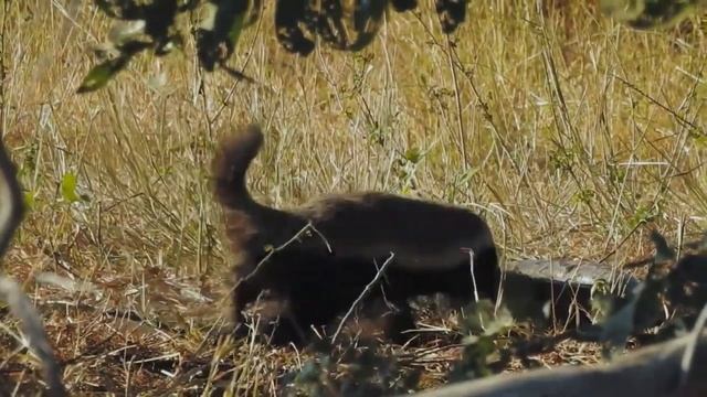 Нападения медоедов (Mellivora Capensis) и чем они интересны