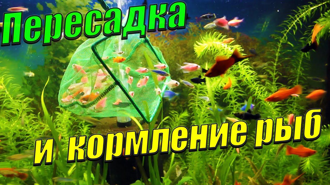Пересадка мальков и кормление рыбок замороженным мотылём. смотреть онлайн