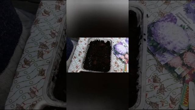 Сеем семена астр. смотреть онлайн