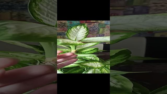 Диффенбахия вариегатная кустовая Камилла