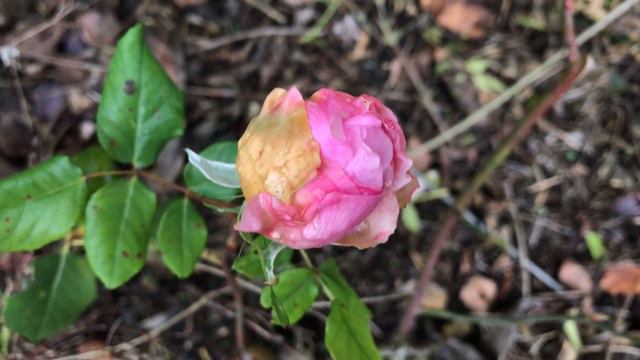 Rose 'Heritage' ou 'Legacy' de 'David Austin' Le froid ne l'aura pas смотреть онлайн