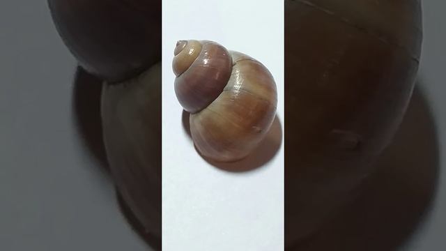 Речные ракушки не хуже морских.?????? смотреть онлайн