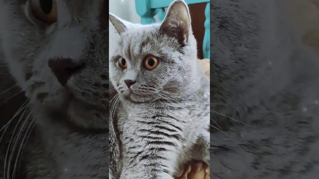 Буп в кошачий носик ? #буп #кот #британец #серый #смоки смотреть онлайн