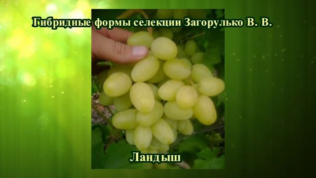 Элитные саженцы винограда 2015 г. Часть 1. смотреть онлайн