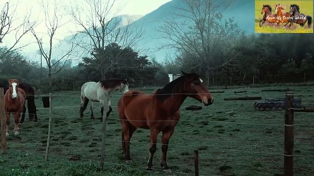 Simple Equine Farm | Low Cast Horse Breeding Farm | Horses