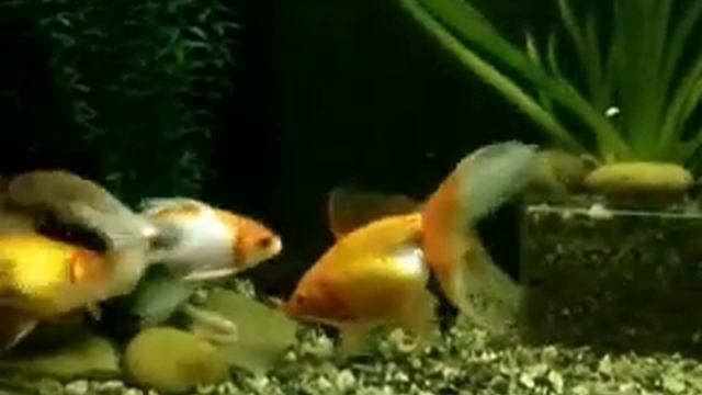 общий нерест золотых в А-120 и А-80 (2012г).mp4 смотреть онлайн