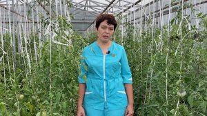 Томат Шальная императрица. Обзор сорта. Школа продвинутого садовода