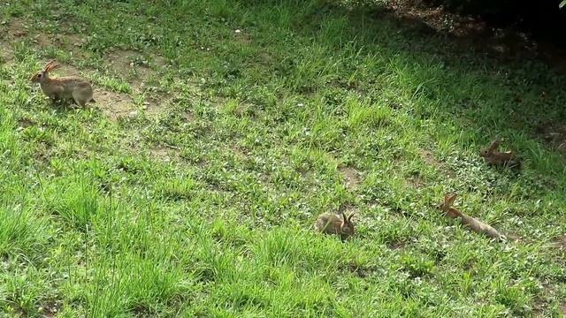 Video For Cats and Dogs - Cottontail Rabbits смотреть онлайн