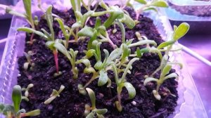 Доронтеантус или mesembryanthemum (хрустальная Ромашка)