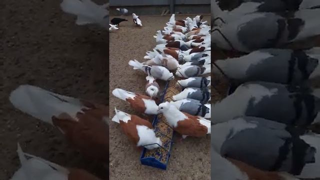 Голуби Кудули смотреть онлайн