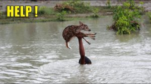 Уникальные кадры спасения животных. Люди помогают животным оказавшимся в беде #2