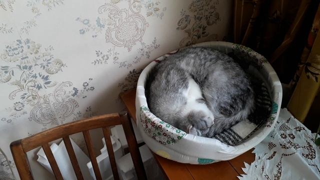 Кошкино лукошко! смотреть онлайн