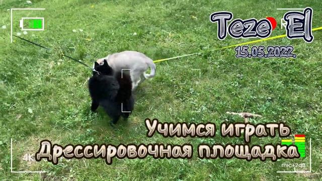 Дрессировочная площадка | Учимся играть правильно | Воспитание собак | Мы любим играть смотреть онлайн